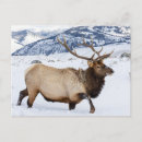 Search for elk in snow postcards Antlers
