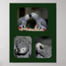 Search for african animals posters Bird