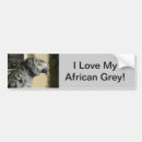 Search for parrots bumper stickers Grey