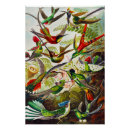 Search for biologie posters Kunstformen der natur