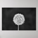 Search for dandelion posters Black and white