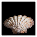 Search for scallop posters Seashell
