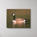 Search for geese canvas prints Water