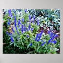 Search for salvia art Flowers