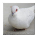 Search for dove bird tiles Animal