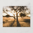 Search for acacia tree Colour image