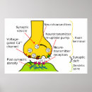 Search for neurotransmitter posters Neuron