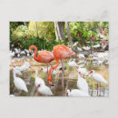 Search for flamingo picture postcards Photography