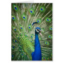 Search for indian peafowl postcards Beauty