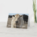 Search for cattle herding Western