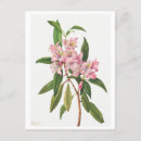 Search for rhododendrons Botanical