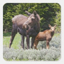 Search for moose stickers North america