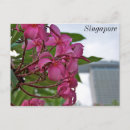Search for frangipani postcards Blossom