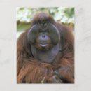 Search for pongo Usa
