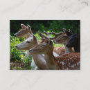 Search for herding business cards Animal