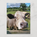 Search for farm with cows postcards Rural