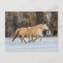 Search for horse run postcards Gallop