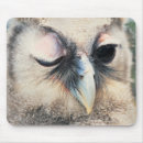 Search for colourful owls electronics Wildlife