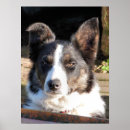 Search for border collie posters Collies