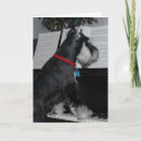 Search for miniature schnauzer birthday cards Puppy
