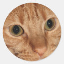 Search for ginger tabby cat stickers Red