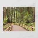 Search for muir woods postcards Usa