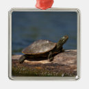 Search for shells christmas tree decorations Wildlife