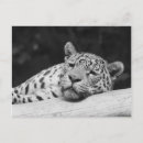 Search for wildcats postcards Leopard