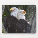 Search for bald eagle mousepads Eagles