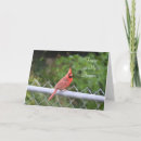 Search for cardinal sympathy cards Tree