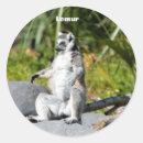Search for primate stickers Animal