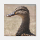 Search for wild duck photography Cute