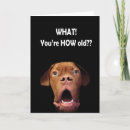 Search for funny dog cards Silly
