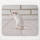 Search for gerbil electronics Animal