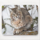 Search for bobcat mousepads Superstock