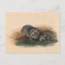 Search for the wombats postcards Nature