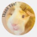 Search for cavy stickers Guinea