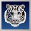 Search for white tiger art Blue eyes