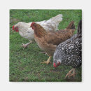 Search for silver laced magnets Black
