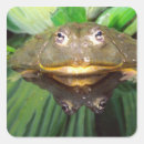 Search for bullfrog stickers Amphibian
