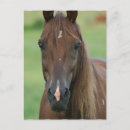 Search for thoroughbred postcards Horse