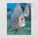 Search for angelfish postcards Animals in the wild