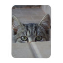 Search for peek magnets Cats