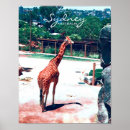 Search for giraffe animal posters Zoo