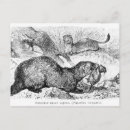 Search for ferret postcards Nature
