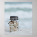 Search for florida seashells posters Ocean