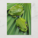Search for tree frog postcards High angle view