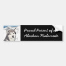 Search for sled dogs bumper stickers Alaskan