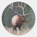 Search for elk antlers stickers Bull