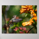 Search for hover posters Hummingbird